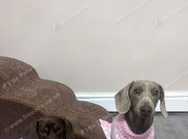 Dolly and Bonnie pair of miniature daschunds needing a new home