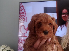 Adorable Maltidoodle Red Puppies