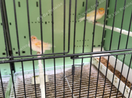 Pair of Red Mosaic Canary