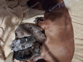 Brand new litter 3 dapple boys