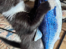 ***RAGDOLL CROSS BOY READY NOW***