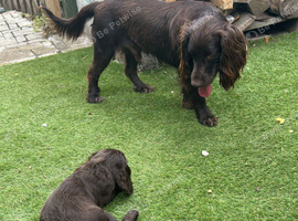 Adorable Cocker Spaniel  puppies loking for a forever  home