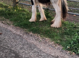 Black and white gelding