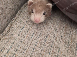 9 week old ferret and 2 tier cage