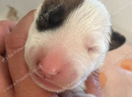 7 x KC Registered English Bullterrier Puppy&rsquo;s