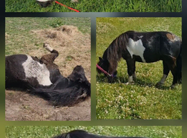 Mini Shetland gelding
