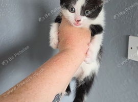 2 kittens 1 boy 1 girl ready now