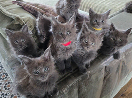 Maine coon pedigree kittens
