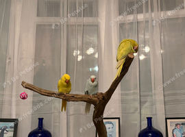 Three 9 week old chicks