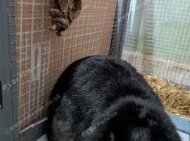 Rabbit needing re-homed