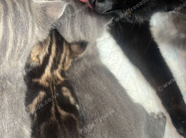 BENGAL X MAINECOONE