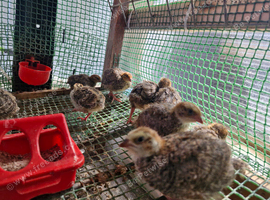 11 Quail Chicks 14 Days Old