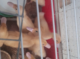 Aylesbury ducklings