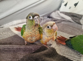 Adorable fully hand reared baby conures