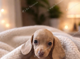 Miniature dachshund