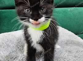 Kittens for sale