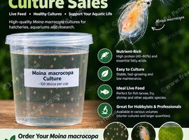 Moina macrocopa live culture for breeding.