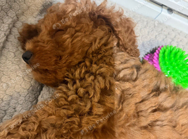 Miniature Labradoodle