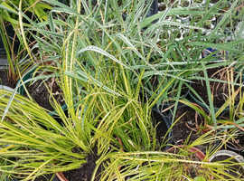 Pond plants by post,