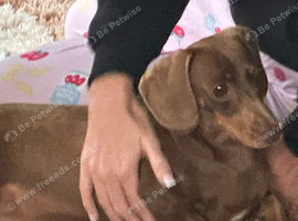 Dachshunds