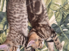 2 beautiful kittens
