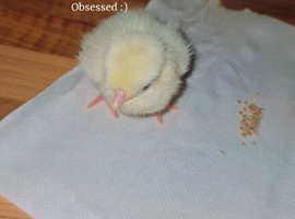 Polish chicks