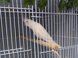 Male albino cockatiel 3yr old.