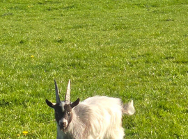 Pygmy Billy Goat