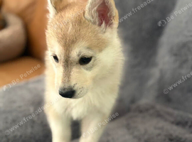 Husky-hybrid, Utonagan Puppies For Sale