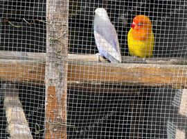 Love birds