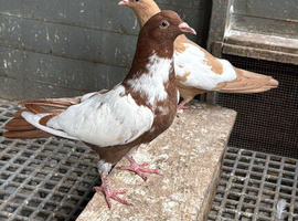 AFGHAN PIGEONS