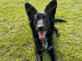 Gsd cross