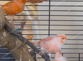 CANARY WANTED