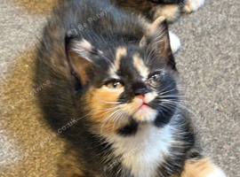 3 gorgeous kittens available now