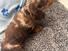 Chocolate merl Dauchshund