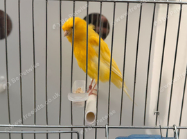 Persian canary pair