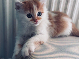 Last male kitten