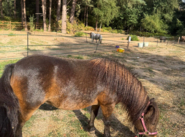 Beautiful standard mare