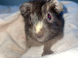 Guniea pig boy