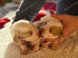 3 week Old Sprocker Spaniel Pups