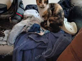 Mum and daughter cats