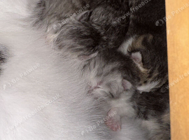 Half Persians kittens