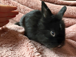 2 gergous baby&rsquo;s looking for there forever home