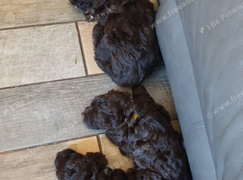 Chocolate Cockapoo dogs