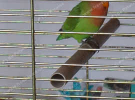 Love birds