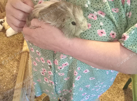 Sheltie cream agouti 8 week old boar.