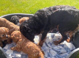 King Charles Cavalier puppies