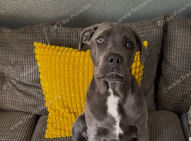 10month old cane corso x Neapolitan mastiff