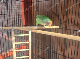 Love bird