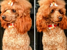 TOY POODLE BOYS AVAILABLE FOR STUD!